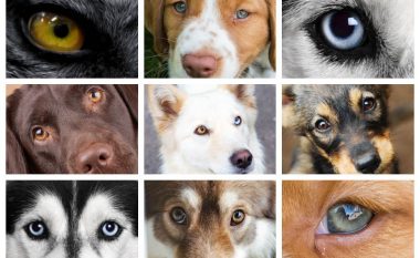 Sipas shkencëtarëve, qentë ndryshojnë ngjyrën e syve gjatë zbutjes së tyre