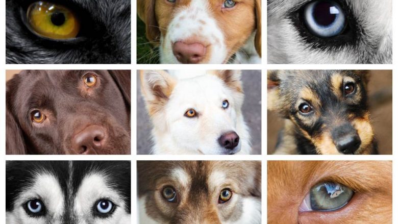 Sipas shkencëtarëve, qentë ndryshojnë ngjyrën e syve gjatë zbutjes së tyre