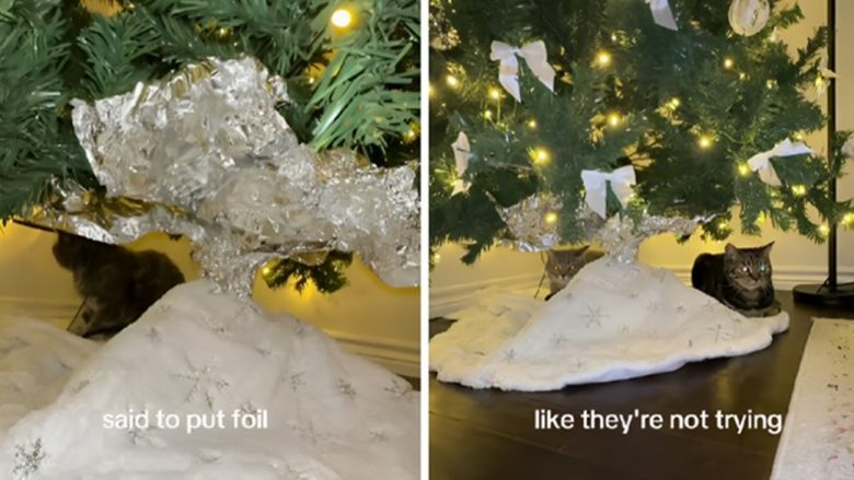 Përdoruesja në TikTok ndau një truk interesant, për t’i mbajtur macet larg nga pema e Krishtlindjeve