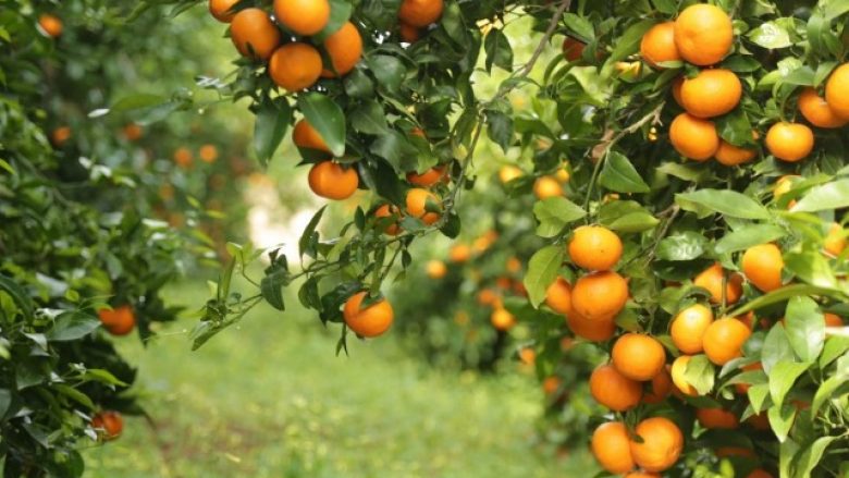 Shqipëria ndër shtatë prodhuesit kryesorë të mandarinave dhe portokajve në Evropë