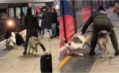 Momenti i frikshëm kur qentë e racës “XL Bully” nisin një sulm të frikshëm në një stacion hekurudhor në Londër