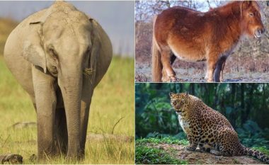 Fotografi të disa kafshëve, pak para se të sjellin në jetë të vegjlit e tyre