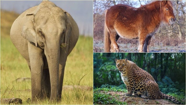 Fotografi të disa kafshëve, pak para se të sjellin në jetë të vegjlit e tyre