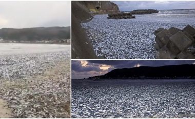 Mijëra peshq të ngordhur përfunduan në një plazh të Japonisë