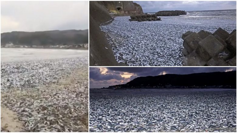 Mijëra peshq të ngordhur përfunduan në një plazh të Japonisë