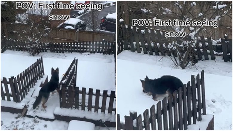 Reagimi epik i qenit kur pa borën për herë të parë
