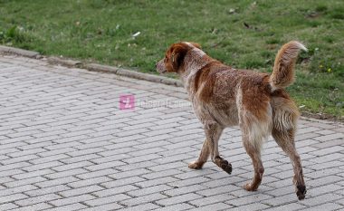 Pesë persona sulmohen nga një qen endacak në Podujevë, më pas e mbysin