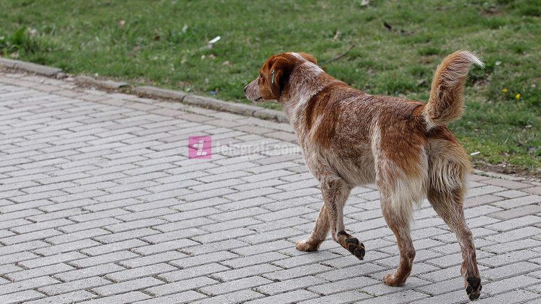 Sulmohet një grua nga qeni në veri të Mitrovicës