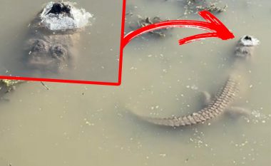 Aligatori në Teksas gjendet i ngujuar nën liqenin e ngrirë, ende i gjallë – me zemrën qe mezi i rrihte