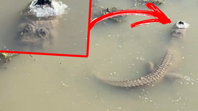 Aligatori në Teksas gjendet i ngujuar nën liqenin e ngrirë, ende i gjallë – me zemrën qe mezi i rrihte