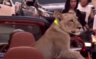 Doli të shëtitet me veturë, në pjesën e pasme mbante një luan – policia tajlandeze arreston shoferen