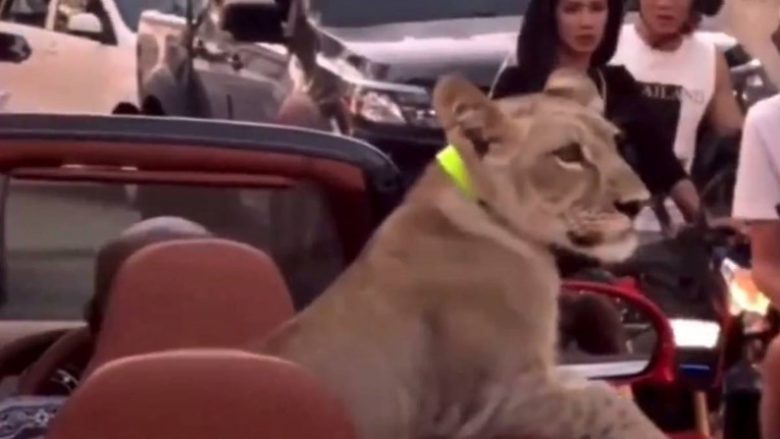 Doli të shëtitet me veturë, në pjesën e pasme mbante një luan – policia tajlandeze arreston shoferen