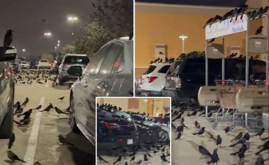Sorrat “pushtojnë” parkingun në Teksas, pavarësisht se kalimtarët tentonin t’i trembnin ato nuk lëviznin fare