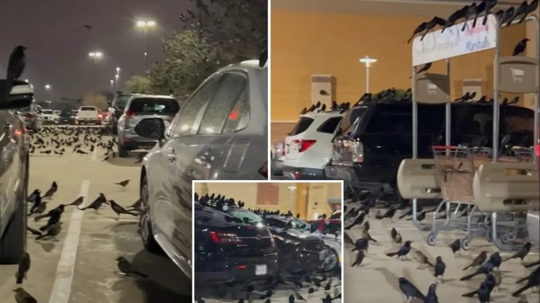Sorrat “pushtojnë” parkingun në Teksas, pavarësisht se kalimtarët tentonin t’i trembnin ato nuk lëviznin fare