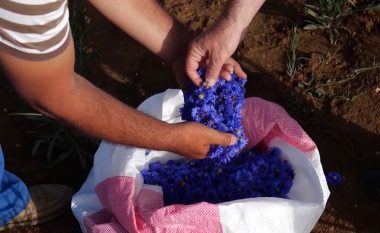 Bie eksporti i bimëve aromatike në Shqipëri