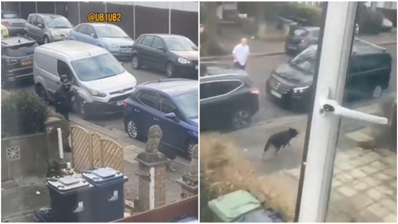 Policia britanike vret qenin në Londër për një arsye të çuditshme