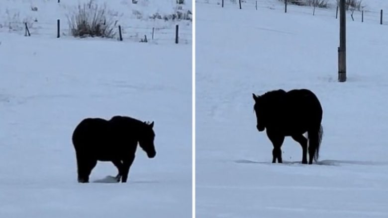 Videoja që po çmend përdoruesit e TikTok: Njerëzit nuk mund të bien dakord nëse kali po ecë përpara apo prapa