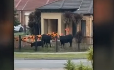 Dhjetëra lopë të arratisura endeshin rrugëve të Australisë derisa u kapën nga policia