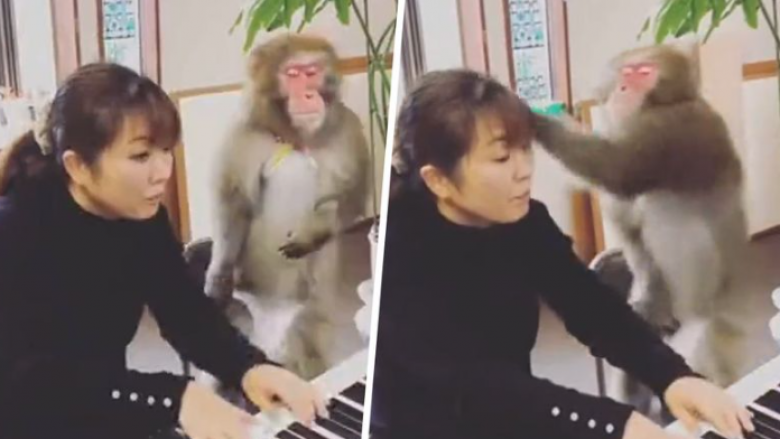 Majmuni reagon çuditshëm duke goditur gruan teksa ajo luan në piano