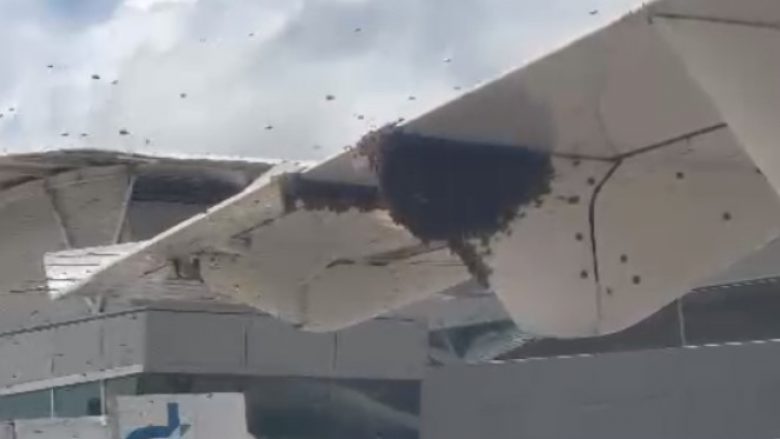 Një tufë bletësh “pushtuan” krahët e një aeroplani në Brazil – pasagjerët nuk u lejuan të dilnin jashtë për një orë
