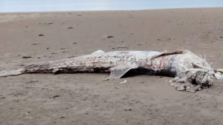 “Përbindëshi detar”: Mbetjet e një peshkaqeni masiv janë gjetur në Britaninë e Madhe