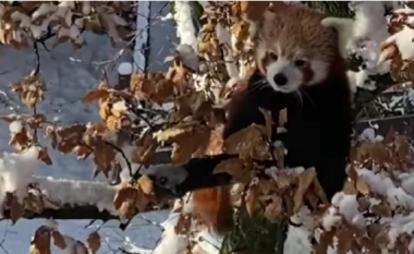 Panda e kuqe arratiset nga kopshti zoologjik gjerman