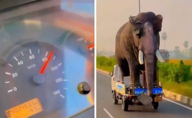 Vendosi elefantin në kamion dhe më pas u nis drejt autostradës: Vëmë bast se nuk keni parë kurrë një skenë si kjo