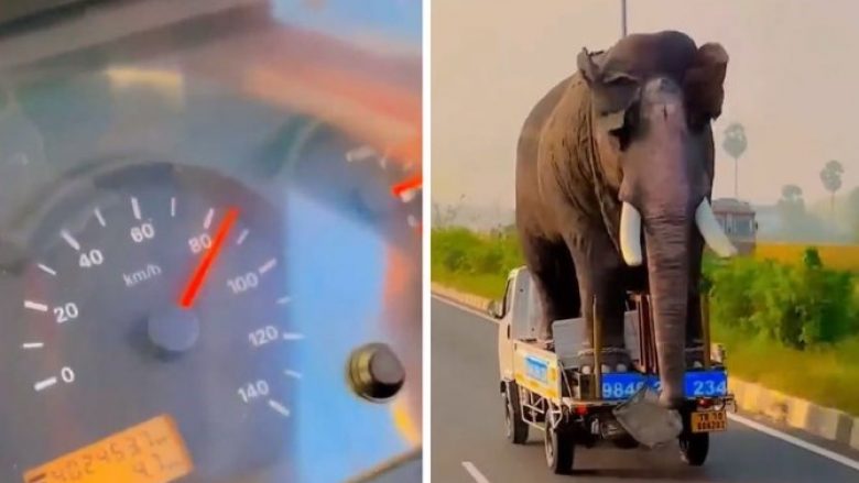 Vendosi elefantin në kamion dhe më pas u nis drejt autostradës: Vëmë bast se nuk keni parë kurrë një skenë si kjo
