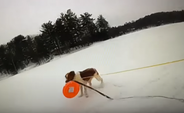 Hero i vërtetë – qeni ndihmon në shpëtimin e pronarit të tij i cili përfundoi në ujërat e liqenit të akullt