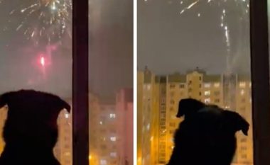 Qeni kureshtar habiti të gjithë me reagimin e tij kur pa fishekzjarrët