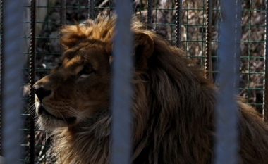 Luani që ishte strehuar në Kosovë po “emigron” për diku tjetër