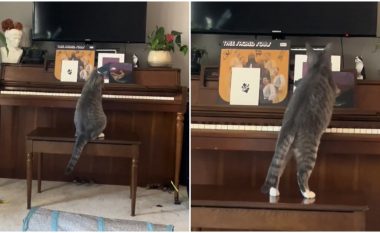 Shikoni se si kjo mace i bie pianos, videoja ka grumbulluar miliona shikime