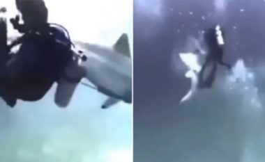 Peshkaqeni sulmon grupin e zhytësve, pamjet dramatike nga Maldivet – grabitqari futet mes turistëve