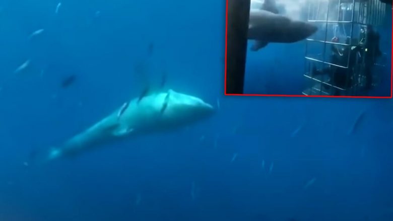 Peshkaqeni gjigant tentoi të futet në kafazin e zhytësve në brigjet e Meksikës, e pëson me jetë – i ngec koka në shufrat e metalta