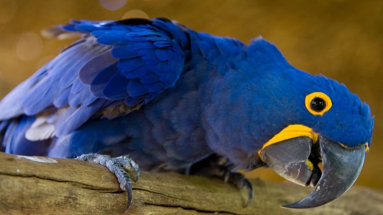 Papagalli blu: Një gjigant që mund të jetojë për më shumë se 60 vjet