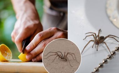A është limoni sekreti për të mbajtur larg dushit merimangat?