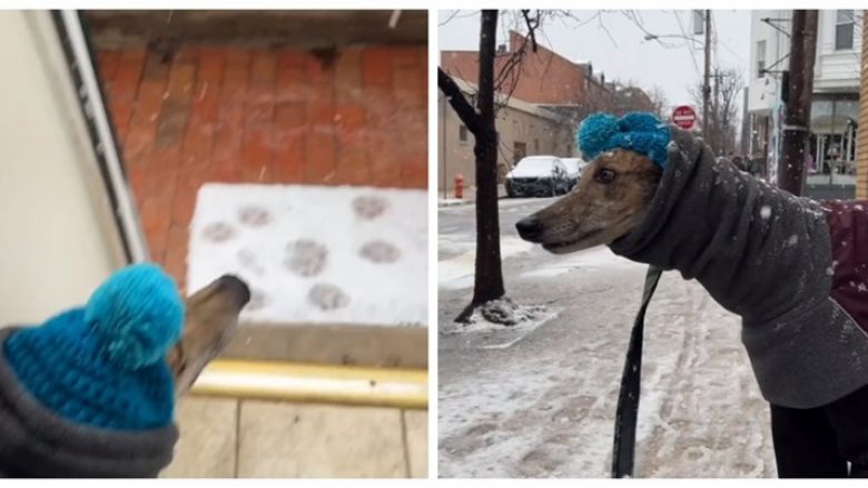 Pronari i qenit zbuloi arsyen mallëngjyese pse kafsha e tyre ka frikë nga bora
