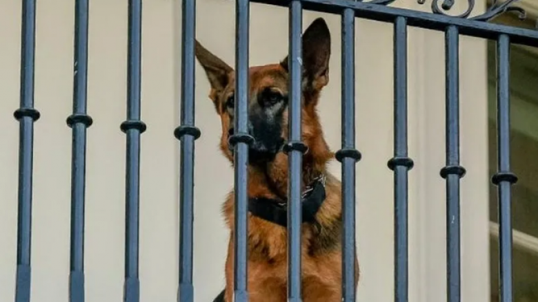 Qeni i presidentit amerikan ka kafshuar agjentët e Shërbimit Sekret të paktën 24 herë