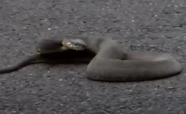 Gjarpri tenton të futet në veturën e një gruas në SHBA
