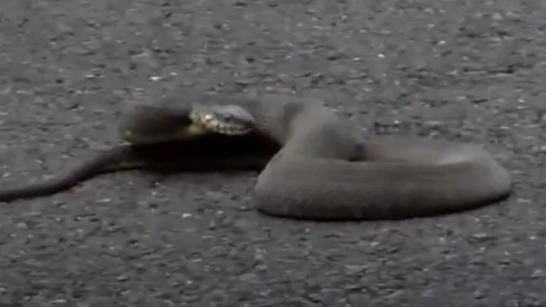 Gjarpri tenton të futet në veturën e një gruas në SHBA