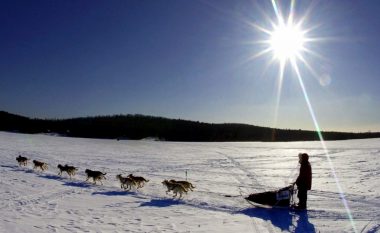 Mungesa e borës bën që të anulohet një nga garat e famshme të qenve me sajë në Shtetet e Bashkuara
