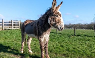 Veterineri në Angli shpëtoi gomarin e sëmurë duke i dhënë 24 litra Coca Cola