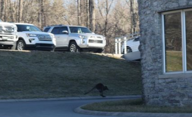 Kanguri i arratisur viziton kampusin e Universitetit në Tennessee