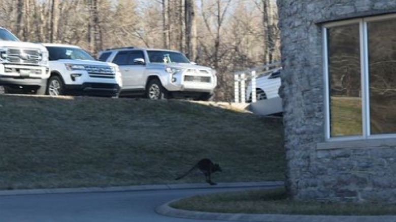 Kanguri i arratisur viziton kampusin e Universitetit në Tennessee