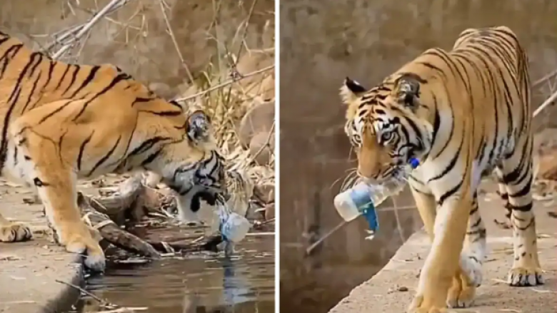 Videoja që shfaq tigrin teksa pastron ujin nga mbeturinat po lë shikuesit pa fjalë