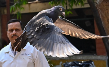 Pëllumbi i dyshuar për spiunazh u lirua pas tetë muajve nga policia indiane