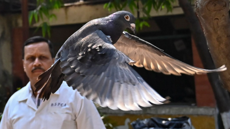 Pëllumbi i dyshuar për spiunazh u lirua pas tetë muajve nga policia indiane