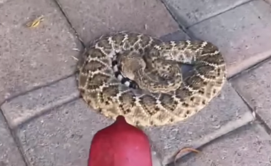 Gruaja nga Arizona gjen një gjarpër me zile të fshehur nën tepihun para derës së saj