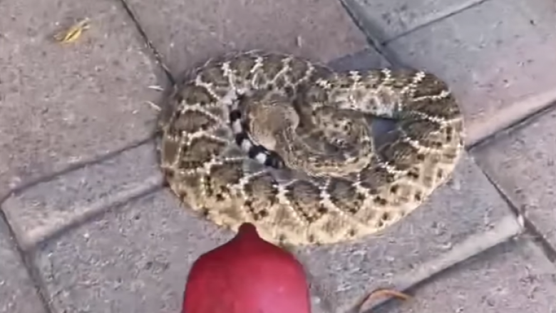 Gruaja nga Arizona gjen një gjarpër me zile të fshehur nën tepihun para derës së saj