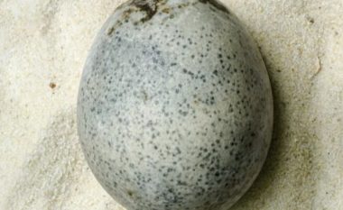 Zbulim unik sipas shkencëtarëve: Gjendet një vezë nga epoka romake